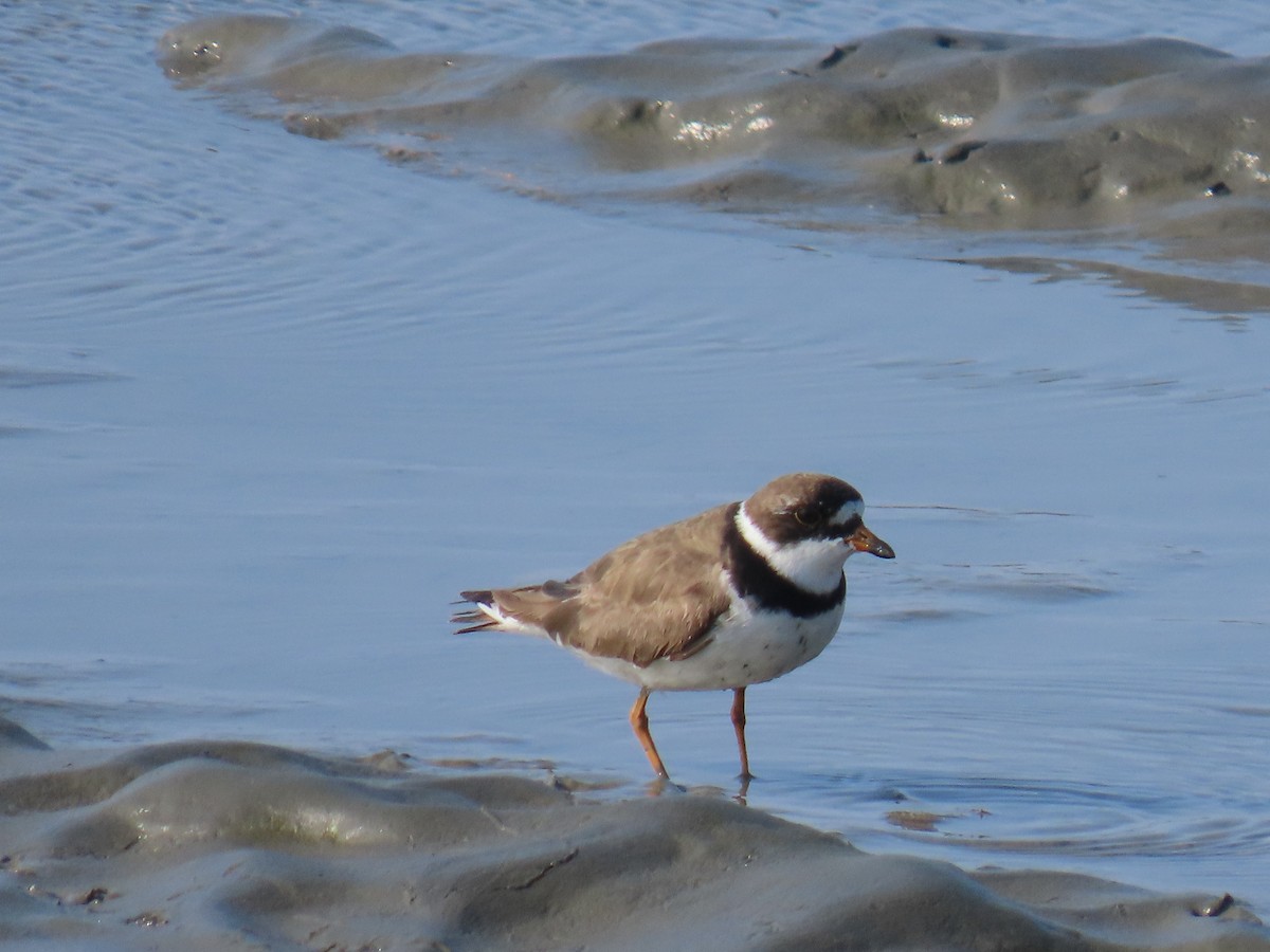 Semipalmated Plover - ML623063249