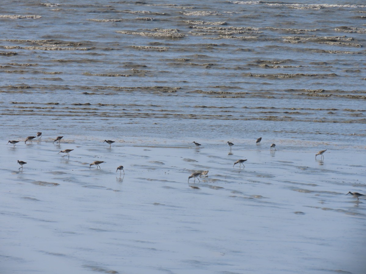 Greater Yellowlegs - ML623063255