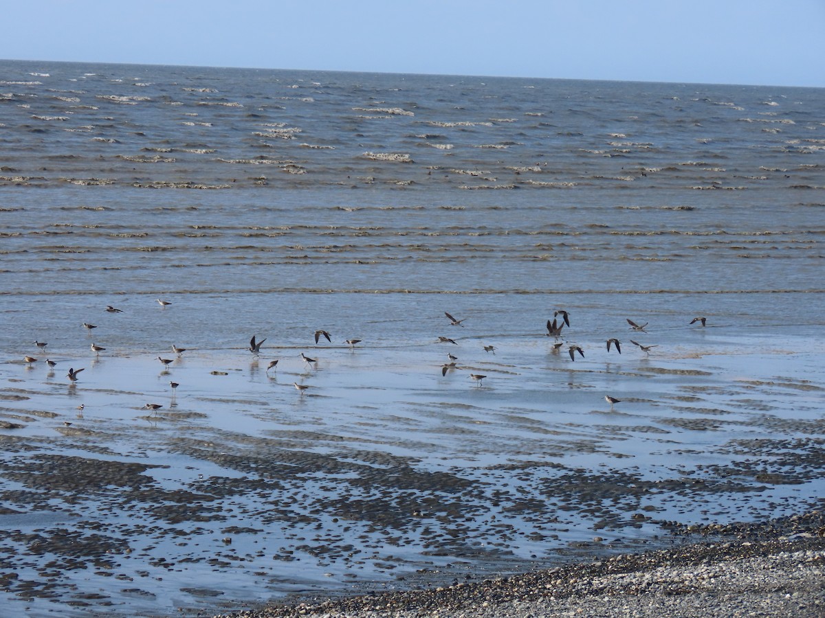 Greater Yellowlegs - ML623063280