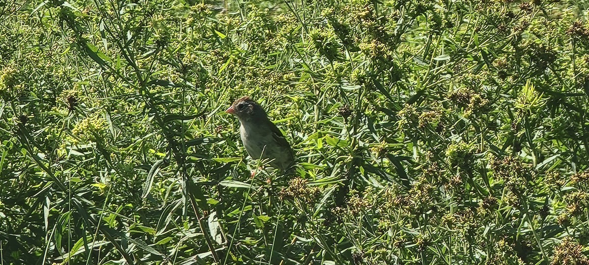 Field Sparrow - ML623063301