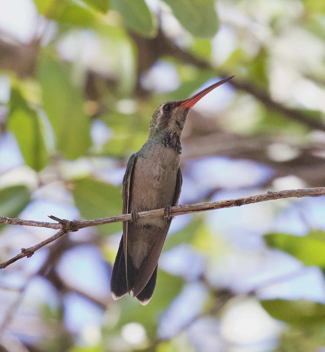 Broad-billed Hummingbird - Alison Hiers