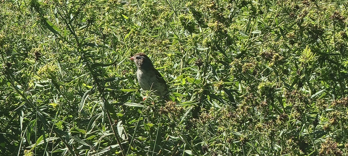 Field Sparrow - ML623063303