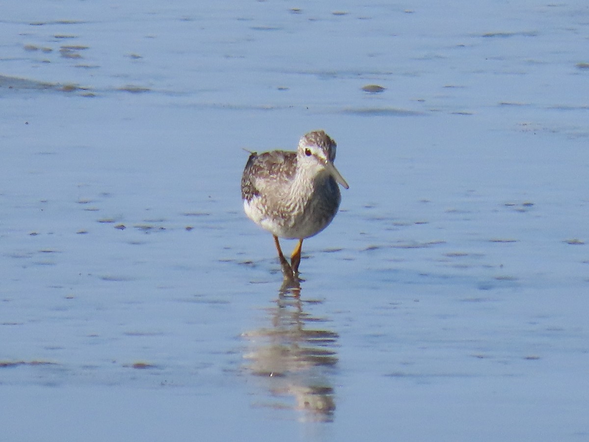 Lesser Yellowlegs - ML623063348