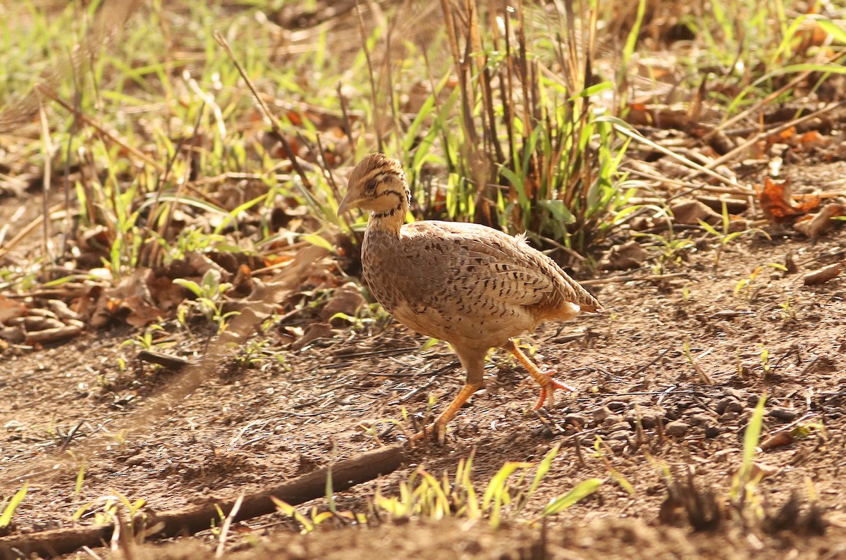 Francolín Coqui - ML623063419