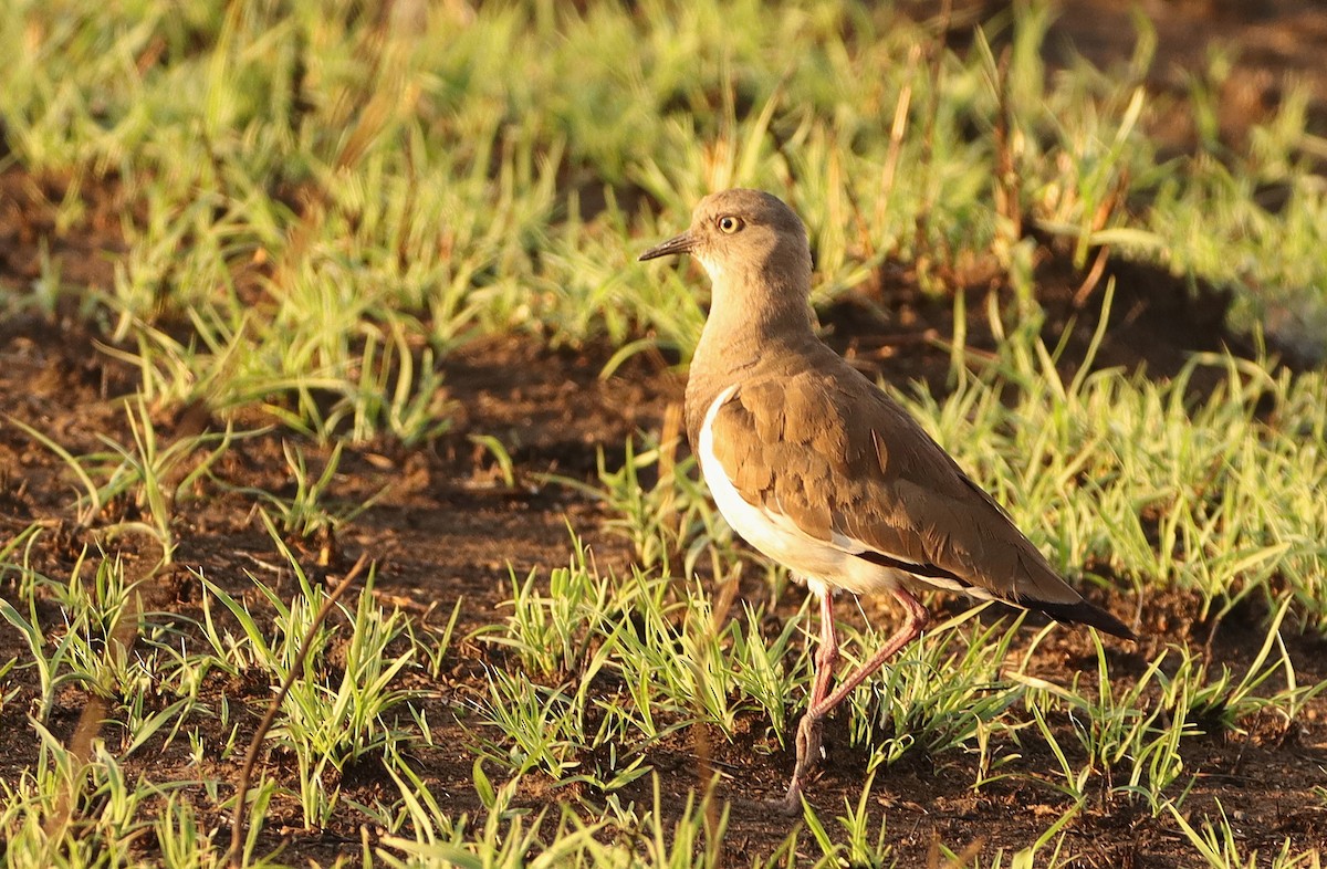 Senegal Lapwing - ML623063447