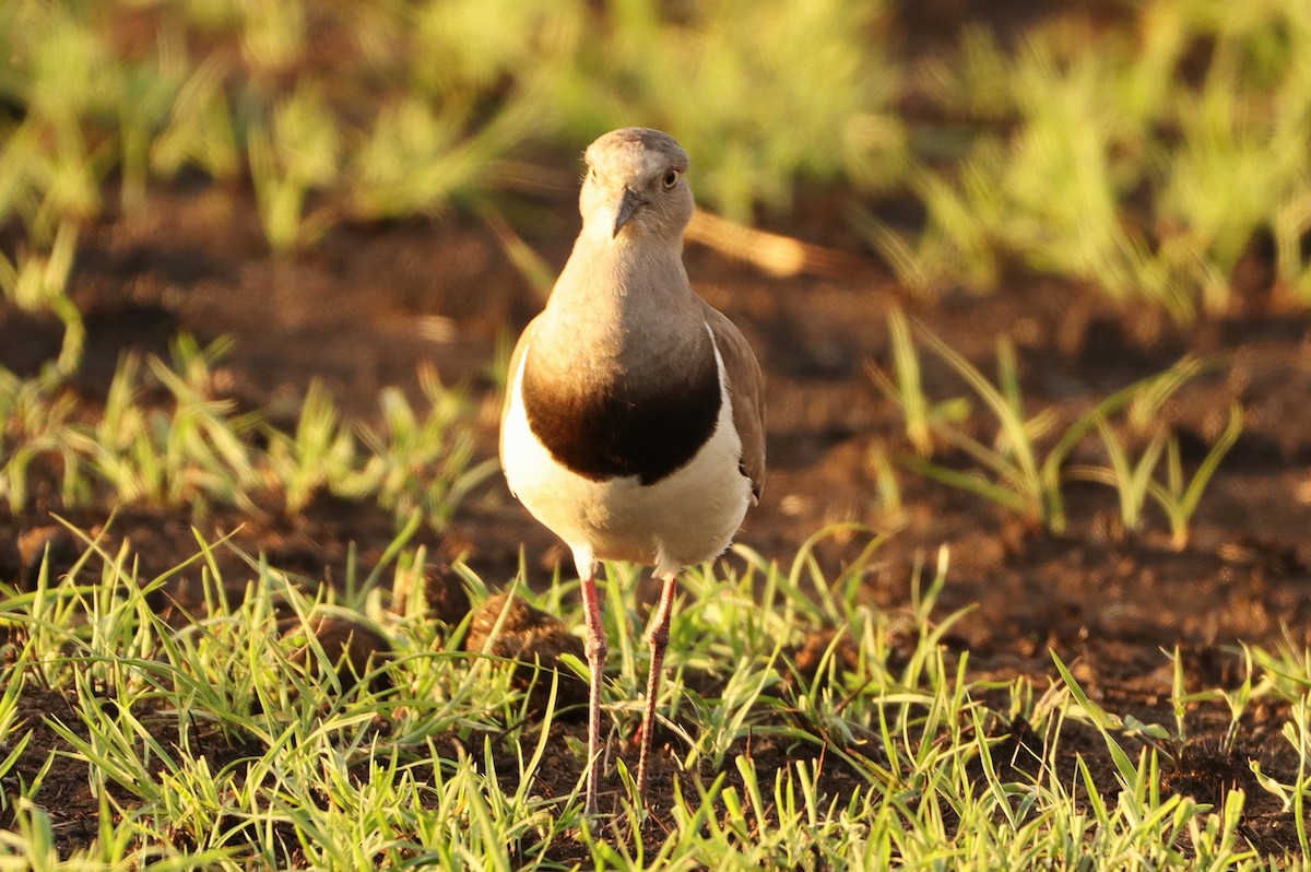 Senegal Lapwing - ML623063448