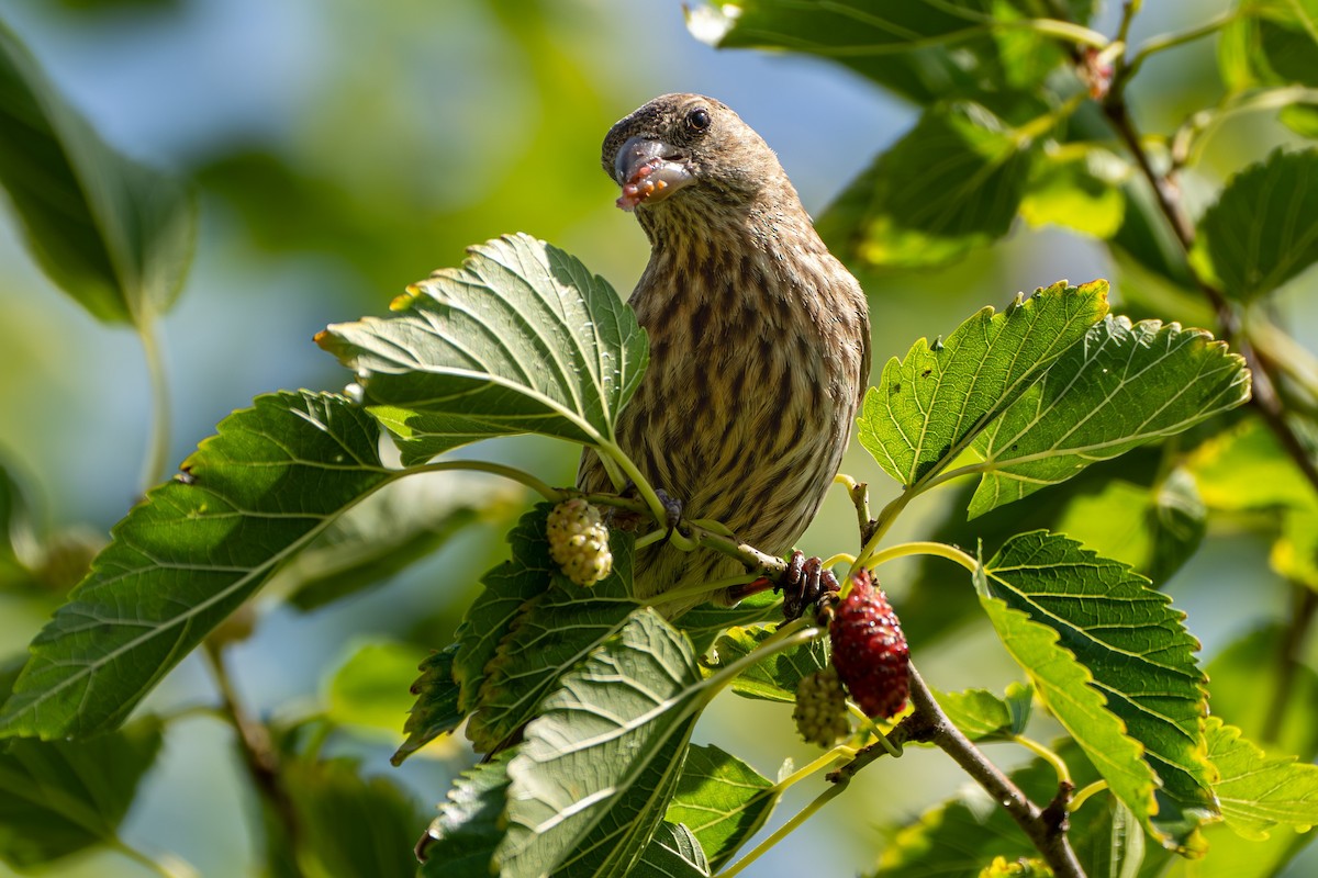 House Finch - Breck Haining