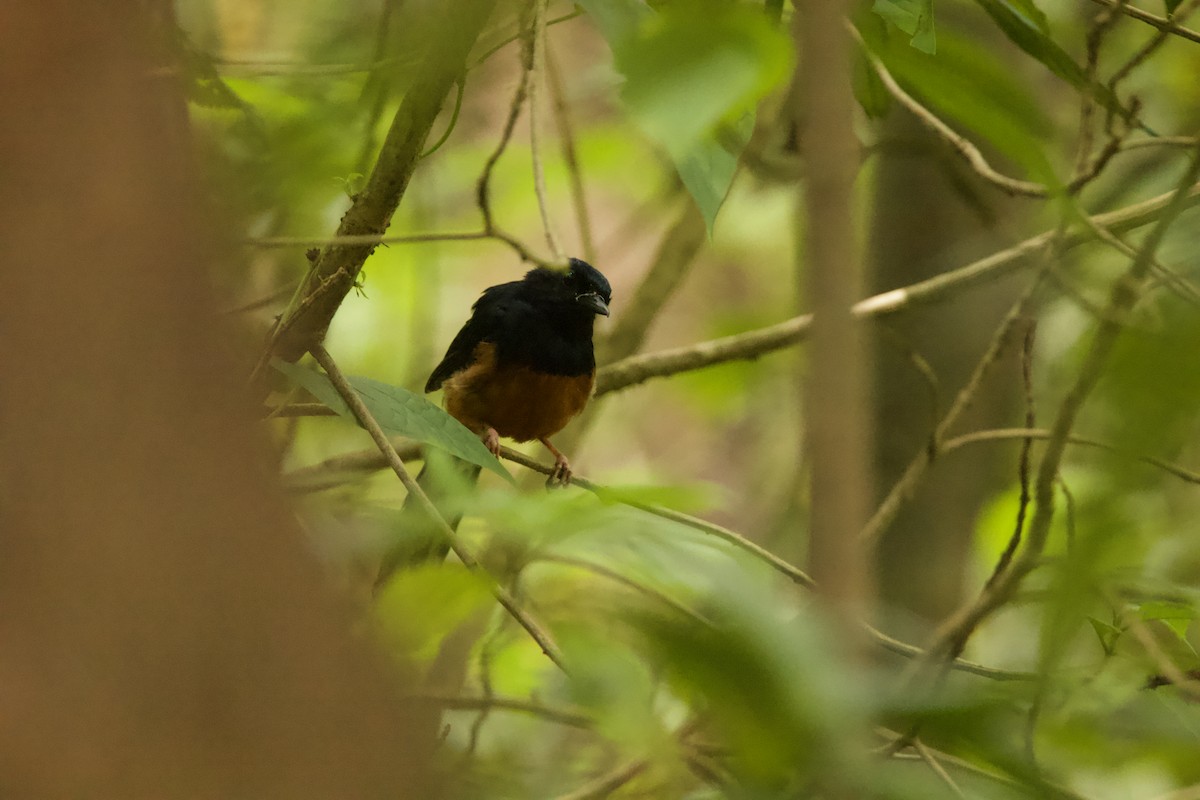 White-rumped Shama - ML623063485