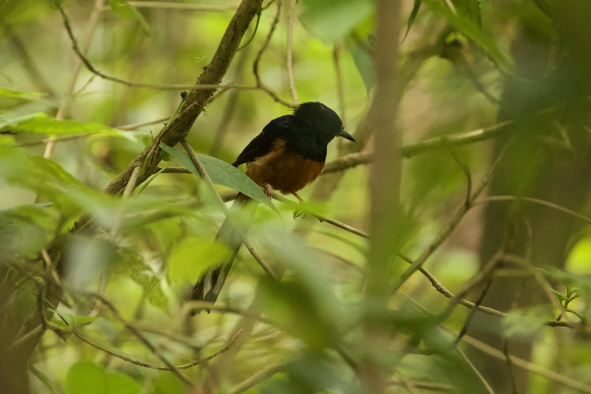 White-rumped Shama - ML623063486