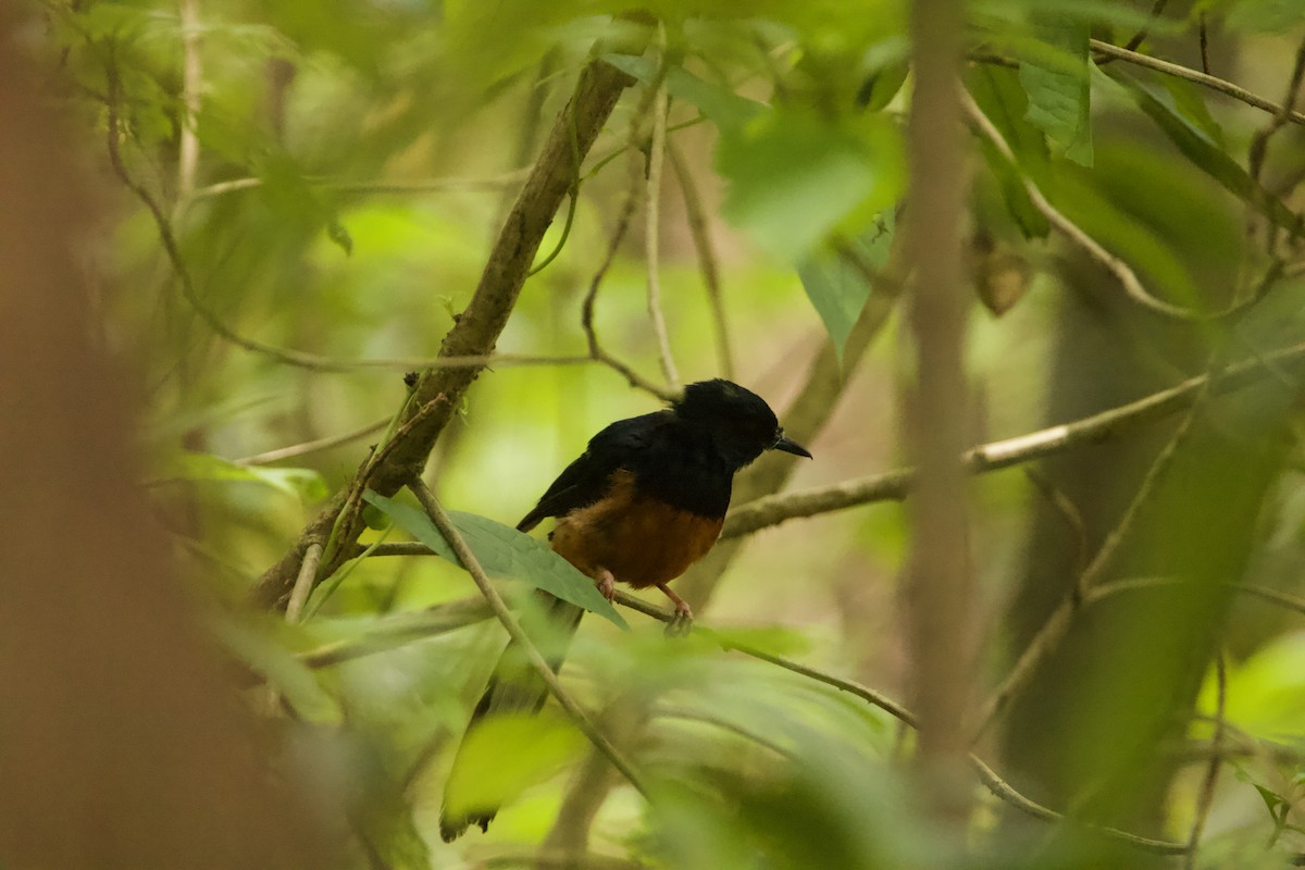 White-rumped Shama - ML623063487