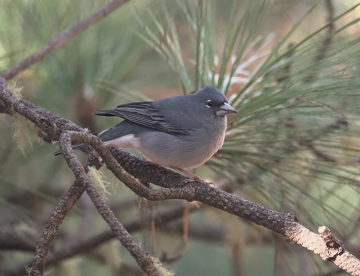 Tenerife Blue Chaffinch - ML623063489