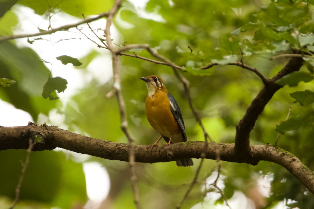 Orange-headed Thrush - ML623063497