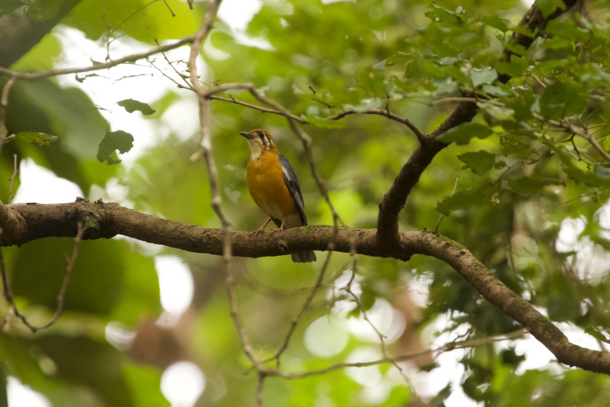 Orange-headed Thrush - ML623063498