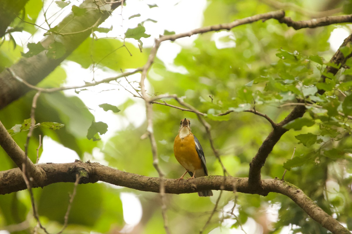 Orange-headed Thrush - ML623063499