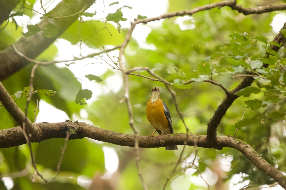 Orange-headed Thrush - ML623063500