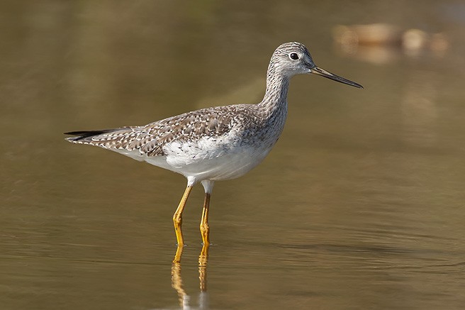 Greater Yellowlegs - ML623063511