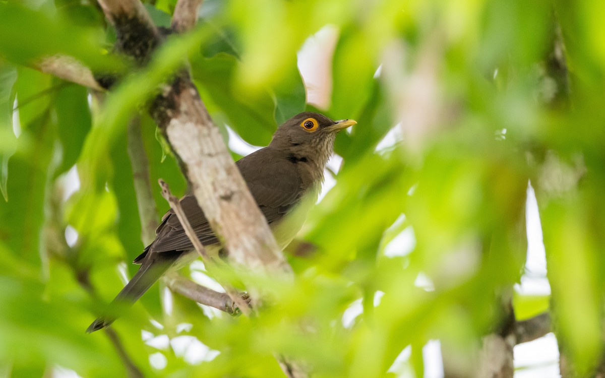 Spectacled Thrush - ML623063525