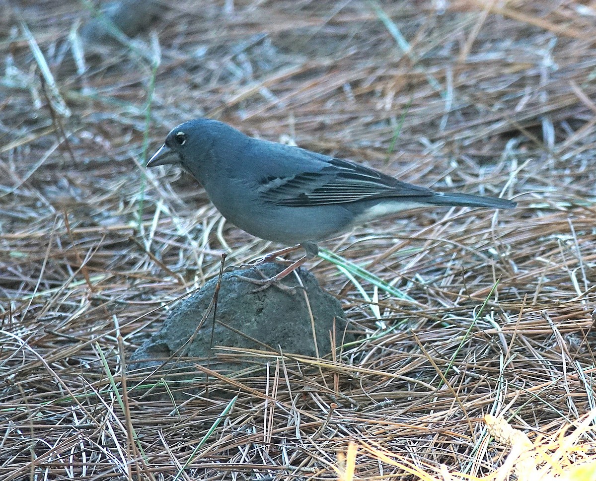 Tenerife Blue Chaffinch - ML623063531