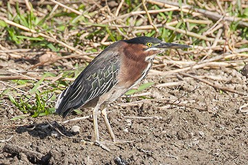 Green Heron - ML623063574