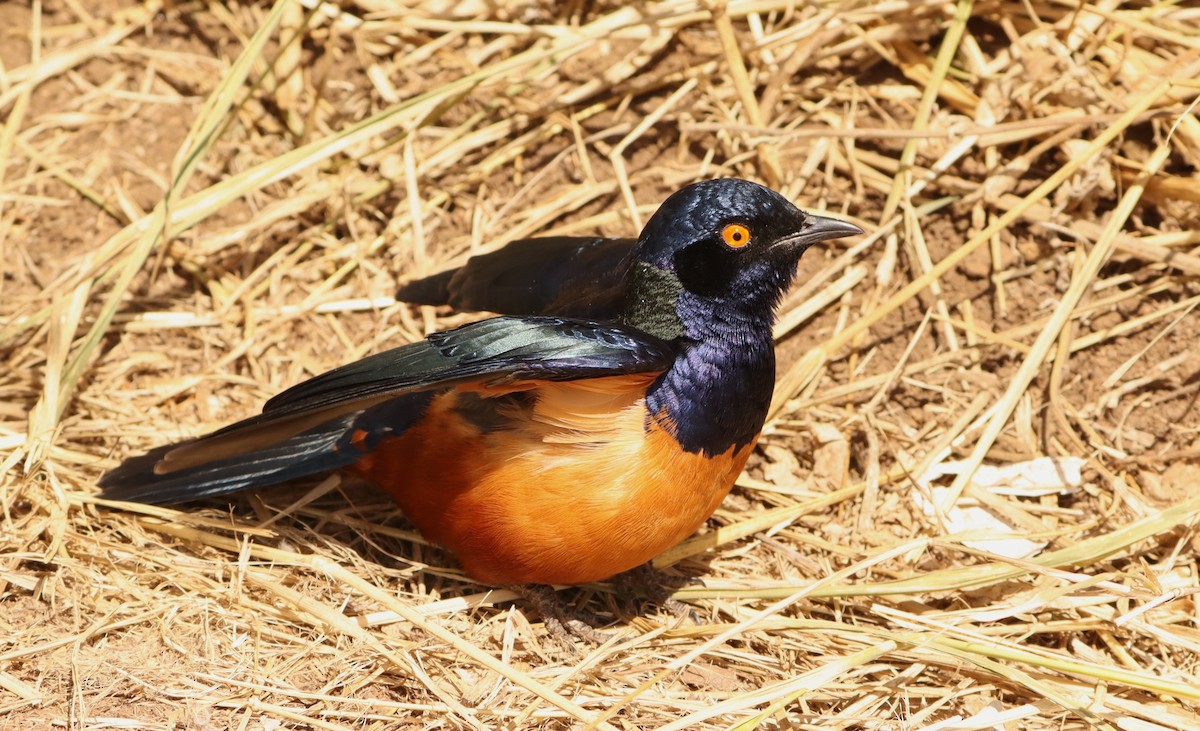 Hildebrandt's Starling - Bruce Schuette