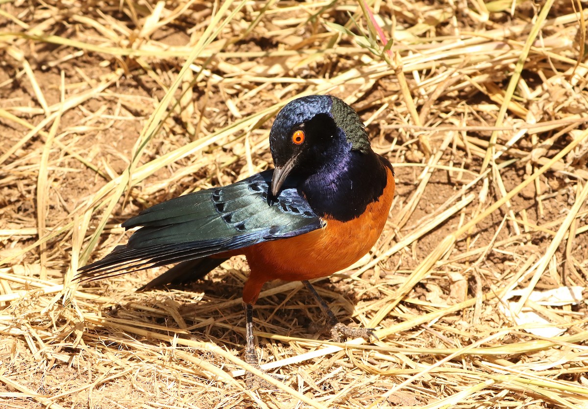 Hildebrandt's Starling - ML623063648