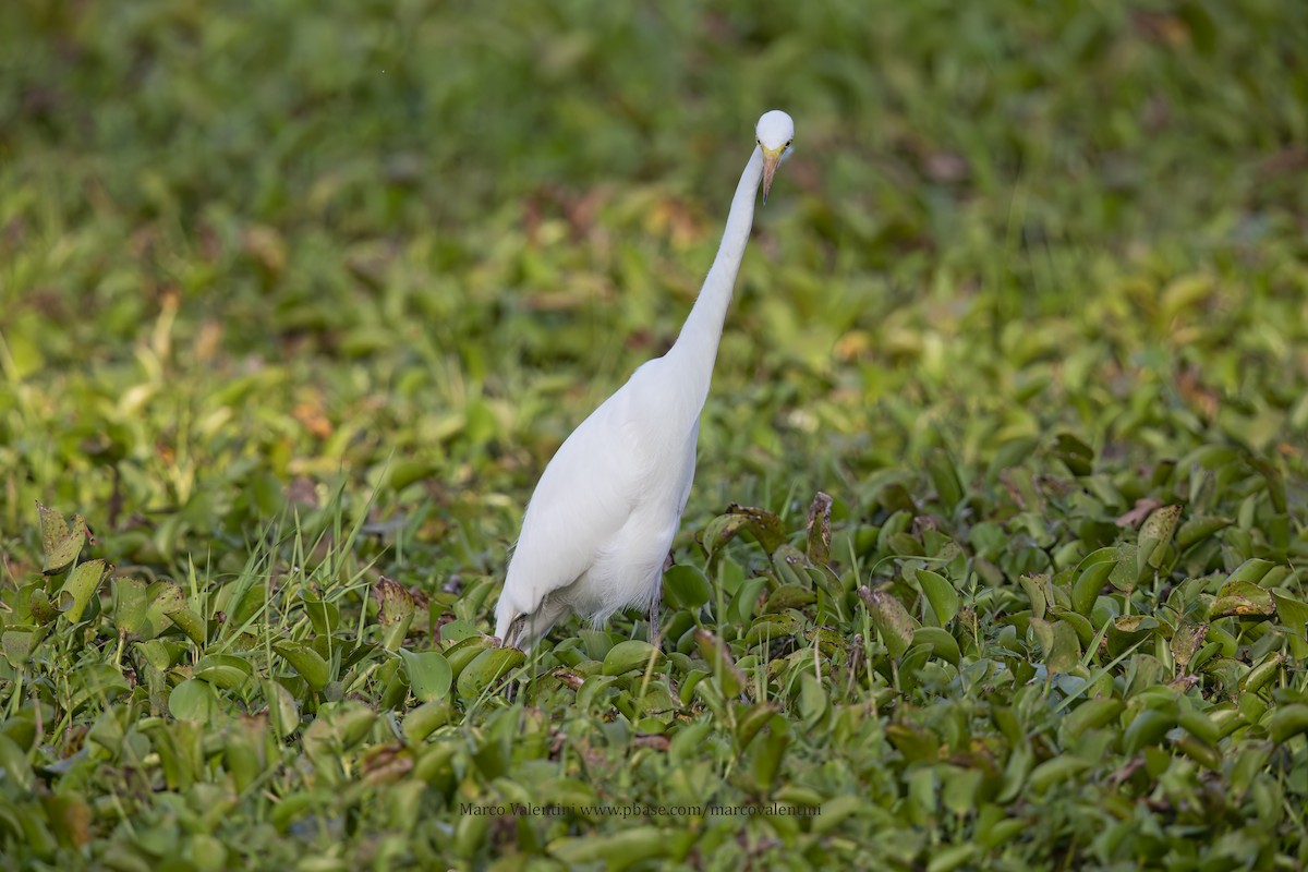 Medium Egret - Marco Valentini