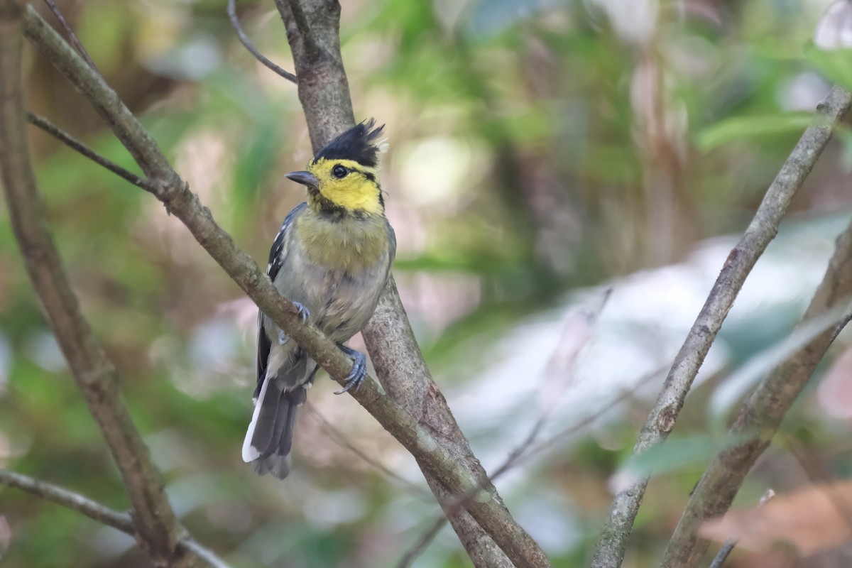 Yellow-cheeked Tit - Xu Arlen