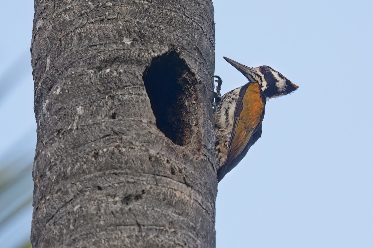 White-naped Woodpecker - Marco Valentini