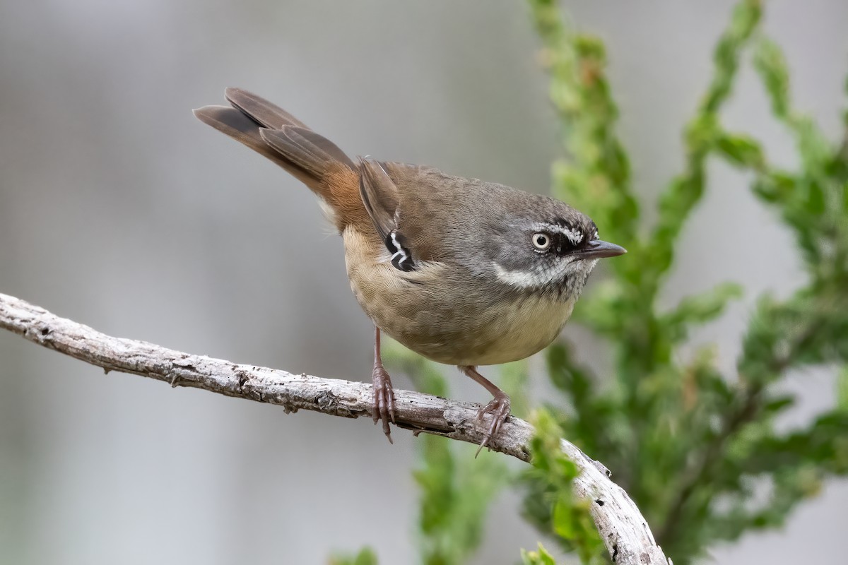 White-browed Scrubwren - ML623063732