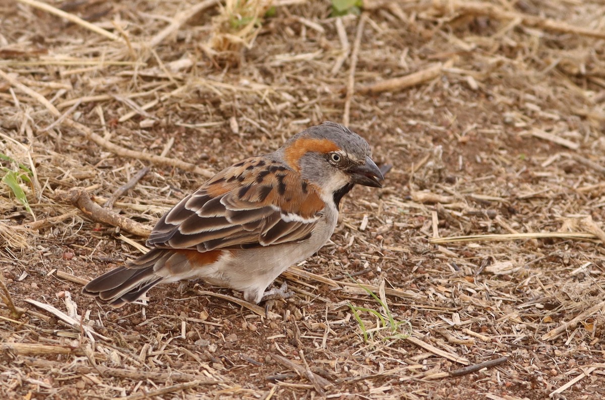 Kenya Rufous Sparrow - ML623063824