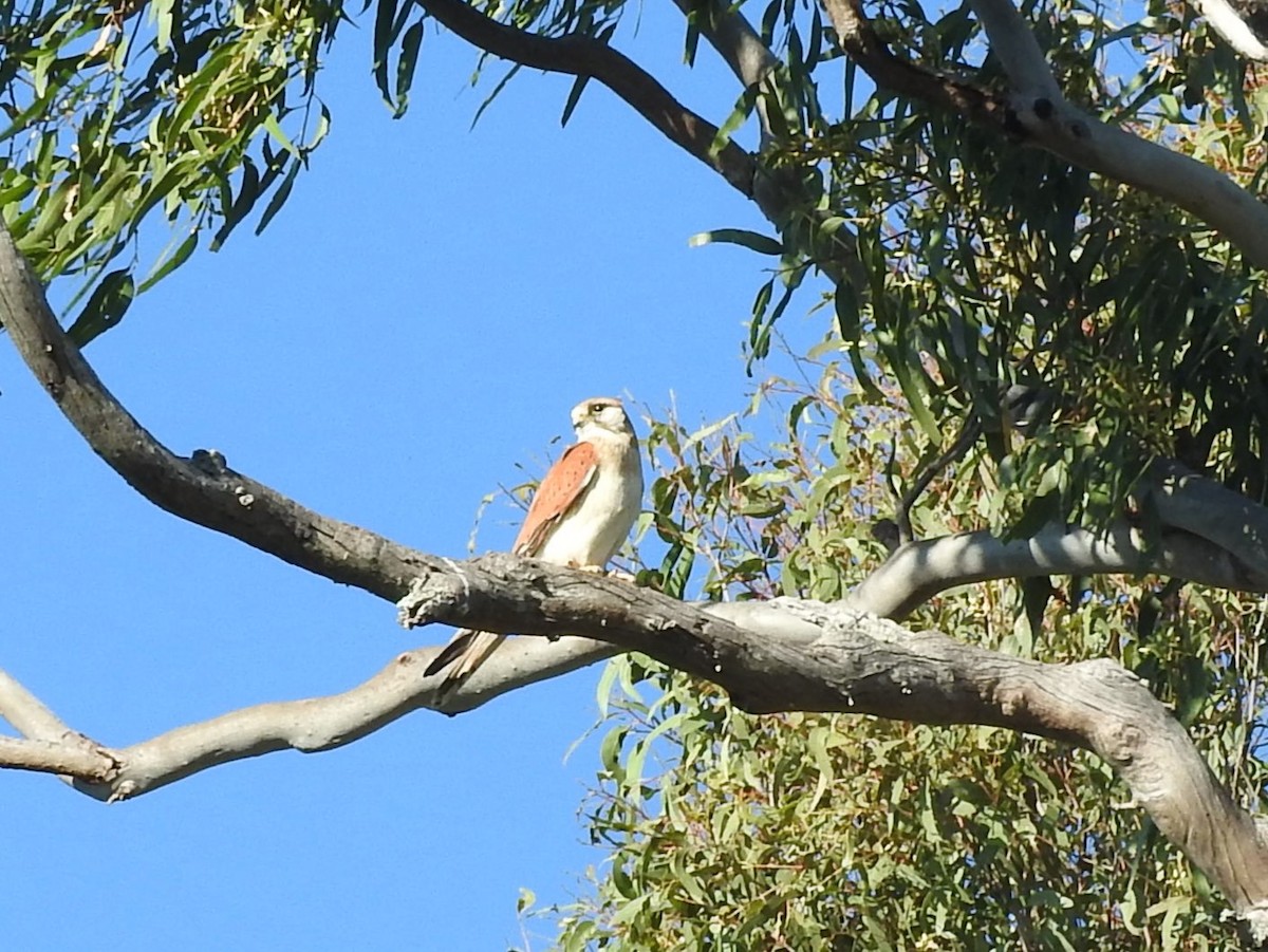 Crécerelle d'Australie - ML623063912