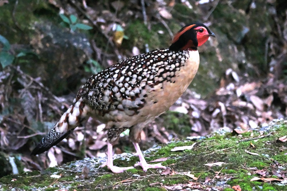 Cabottragopan - ML623063913