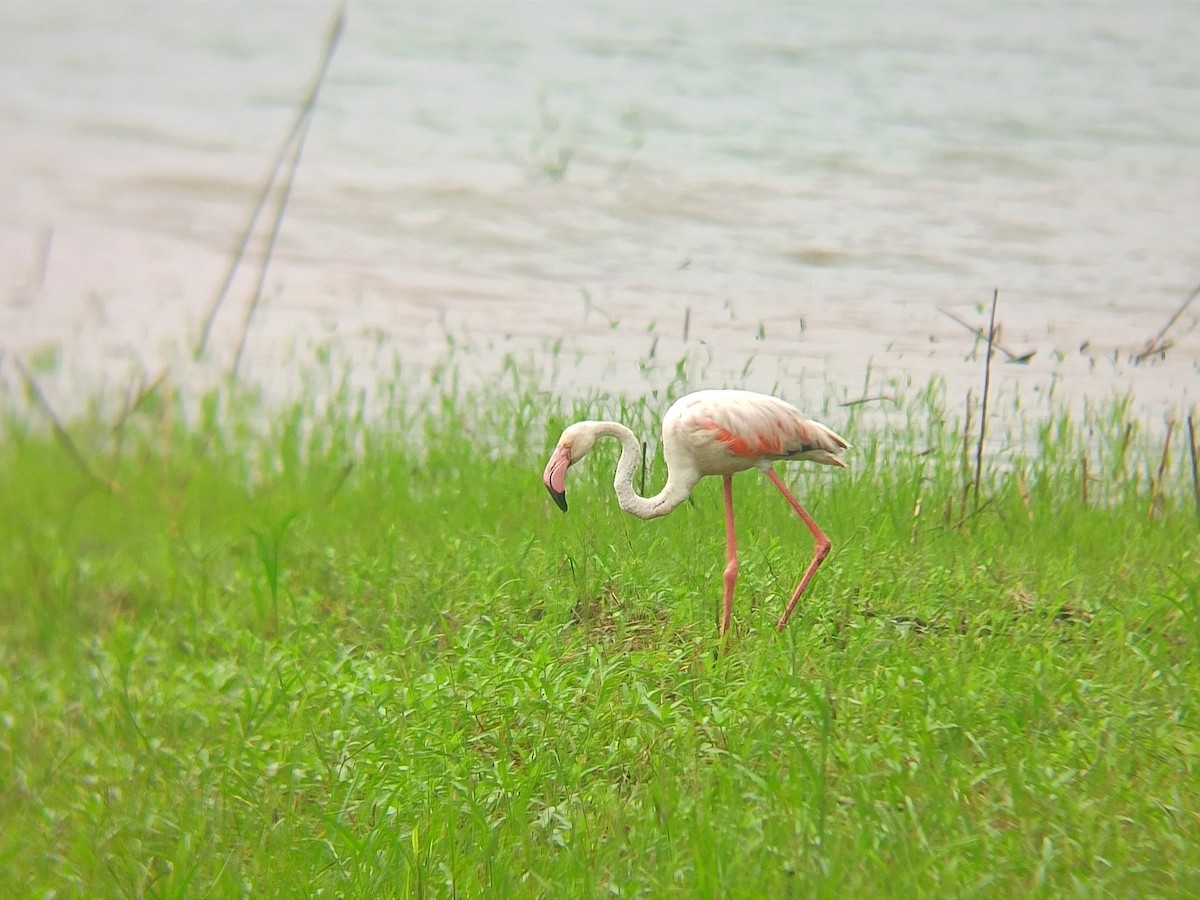 Greater Flamingo - ML623063983