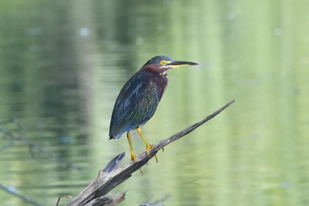 Green Heron - ML623064077