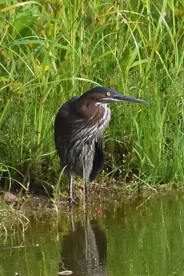 Green Heron - ML623064078