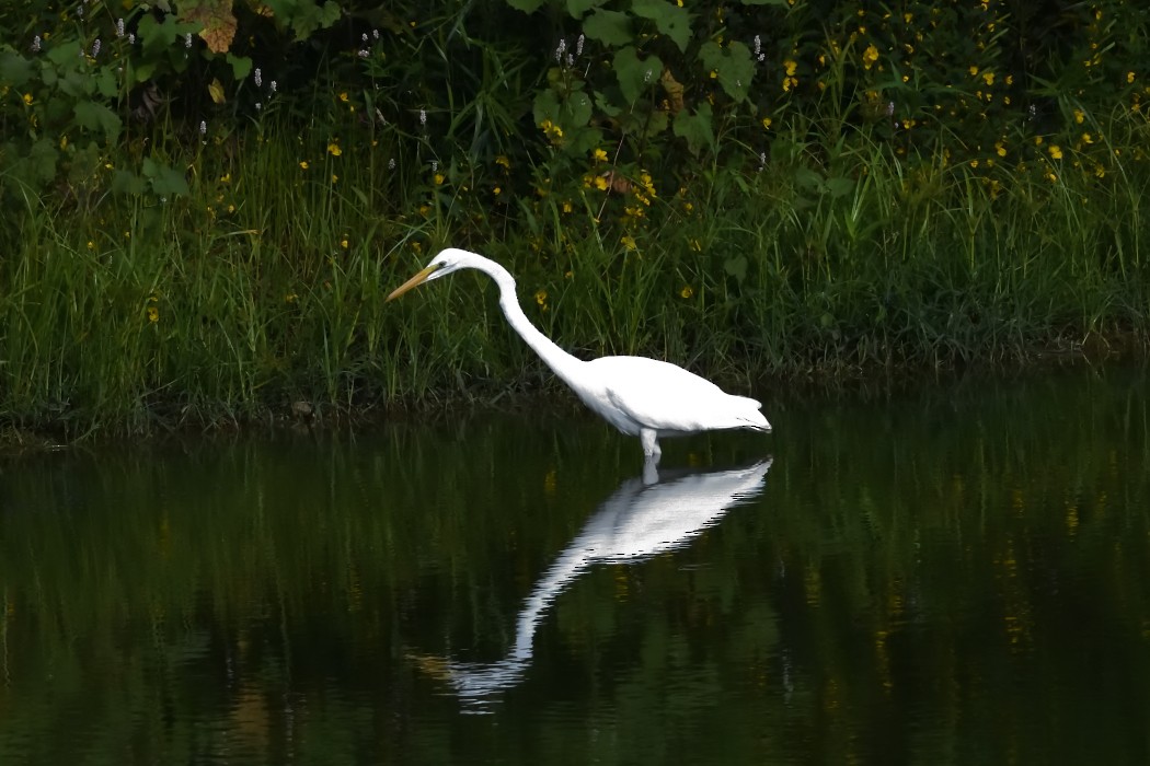 Great Egret - ML623064087