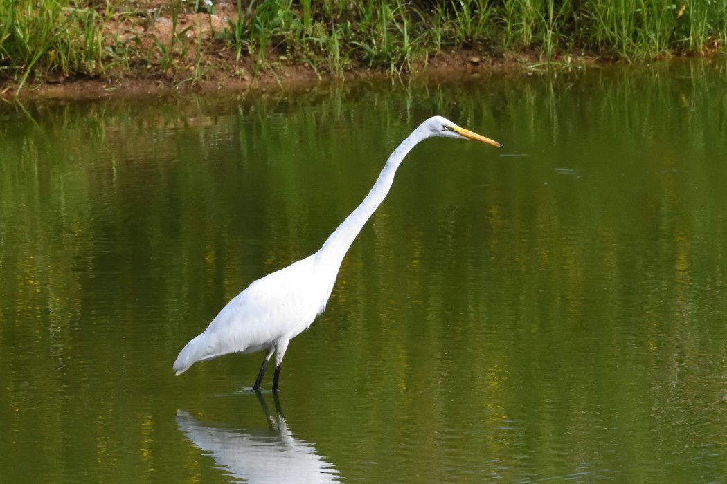 Great Egret - ML623064088