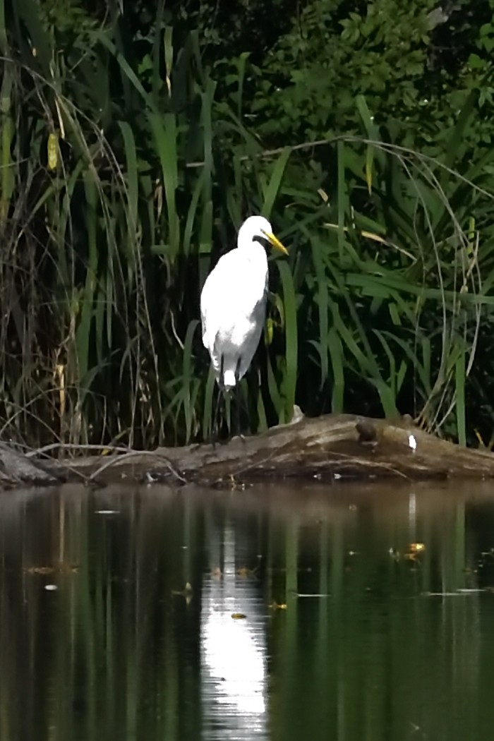 Great Egret - ML623064089