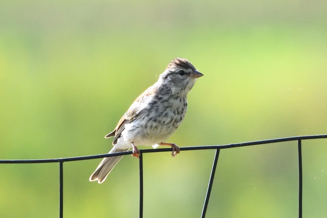 Chipping Sparrow - ML623064097