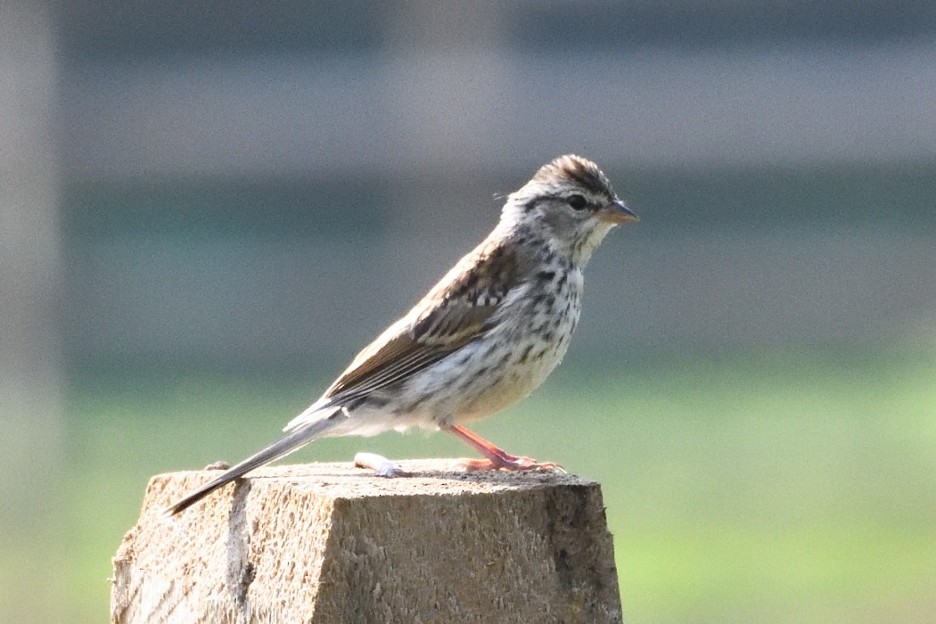 Chipping Sparrow - ML623064098