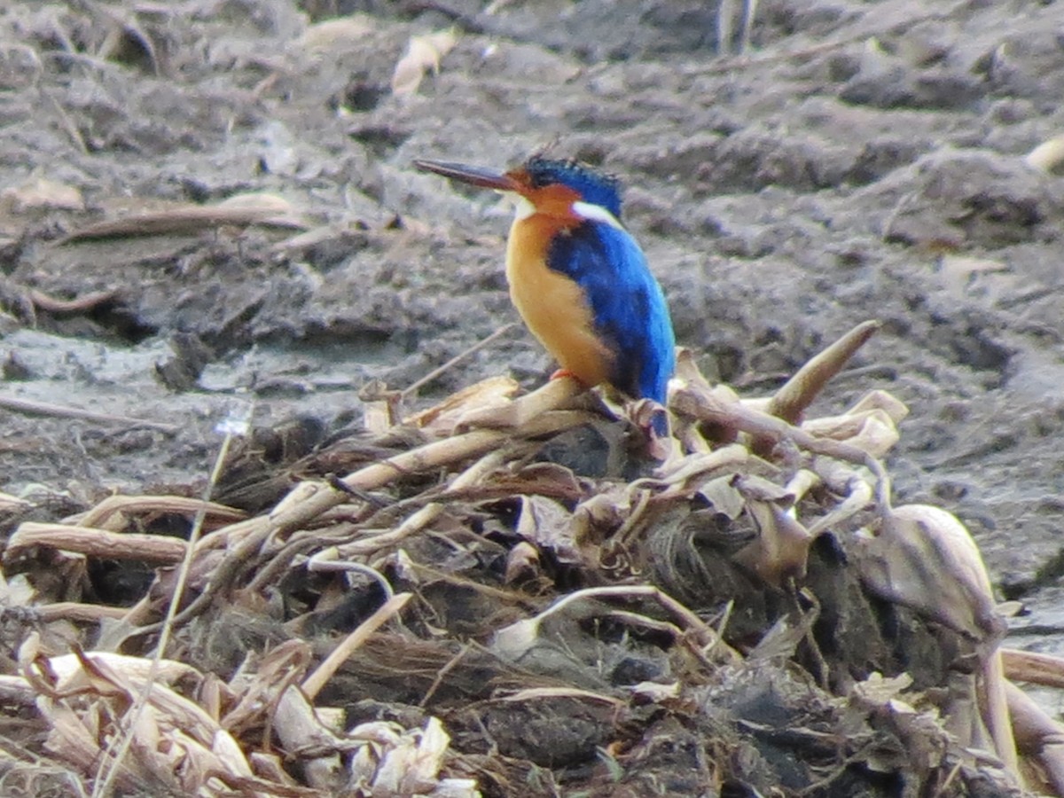 Malagasy Kingfisher - ML623064121