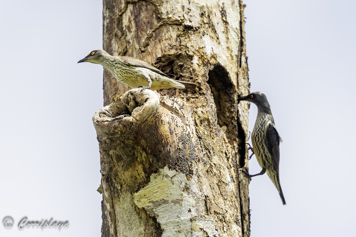 Singing Starling - ML623064132