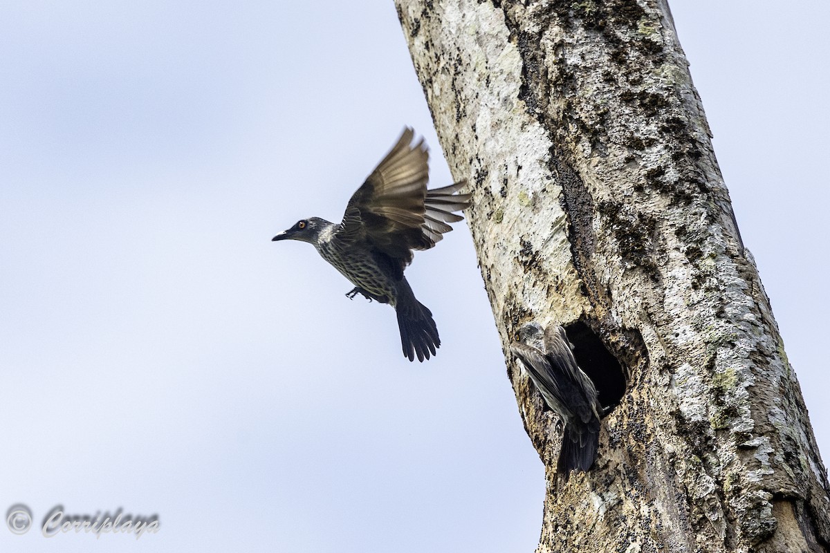 Singing Starling - ML623064133