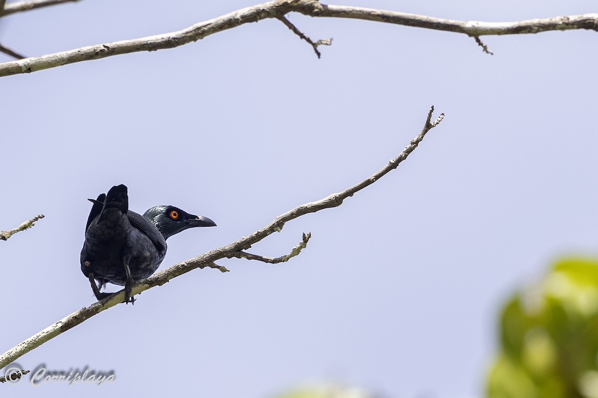 Singing Starling - ML623064134