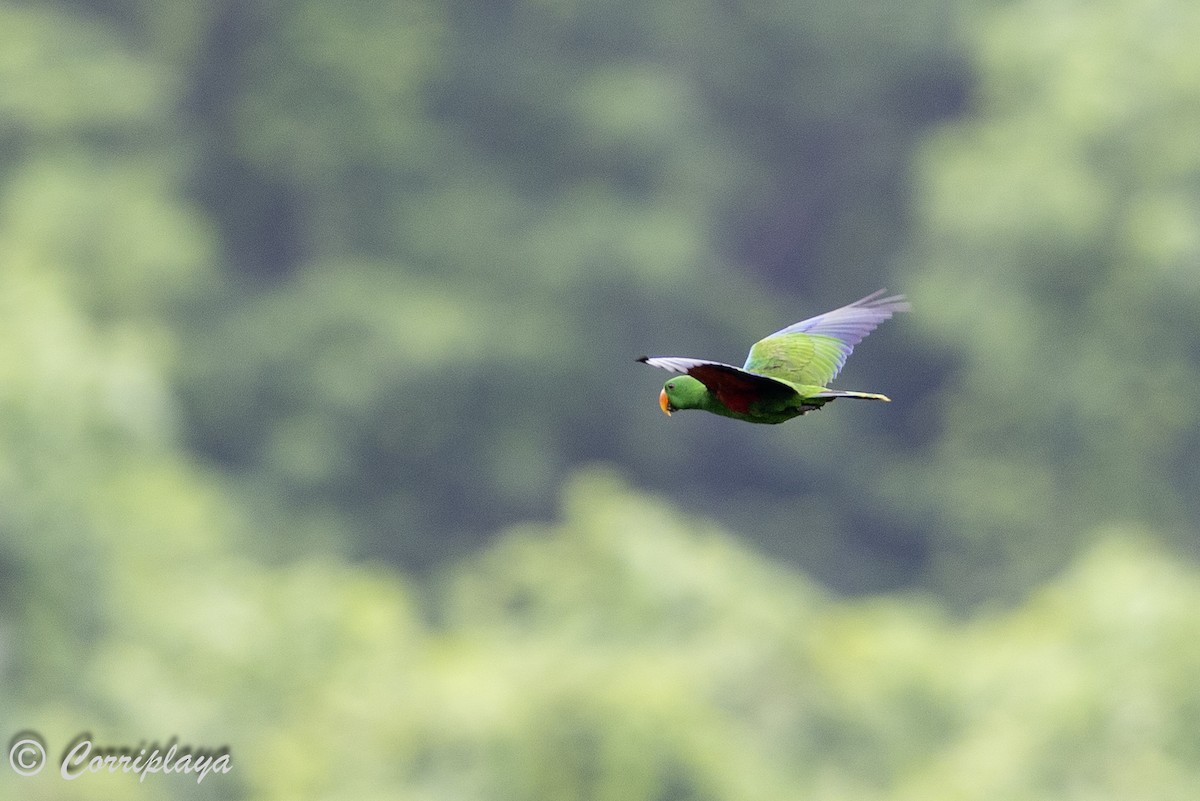 Papuan Eclectus - ML623064135