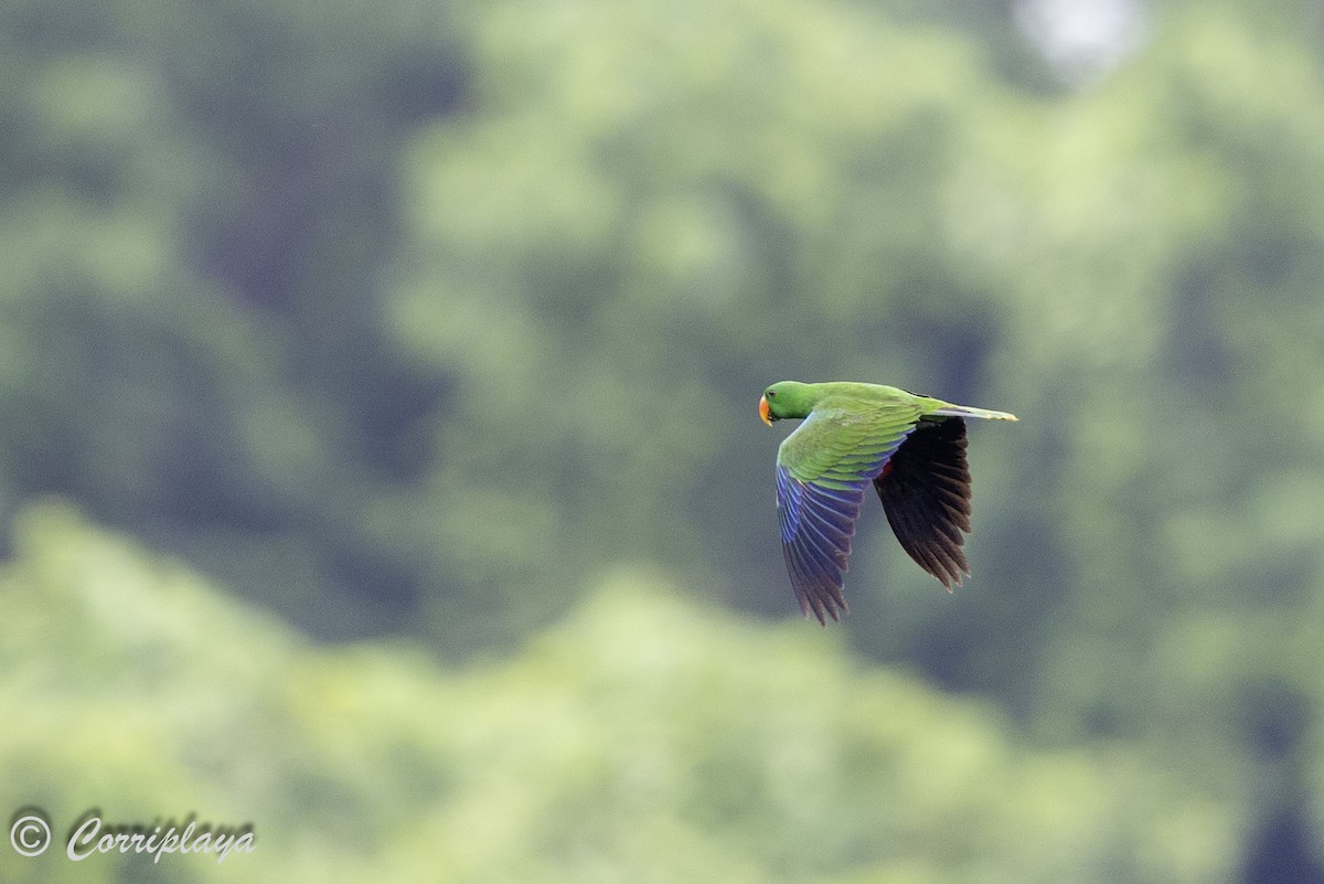 Papuan Eclectus - ML623064136