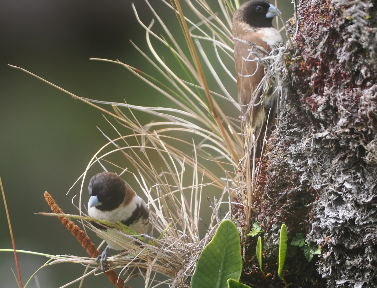 Alpine Munia - ML623064147