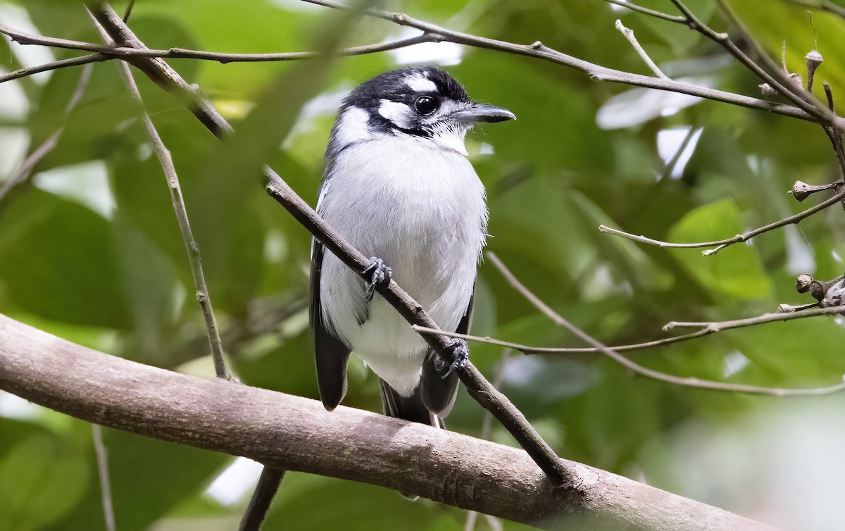 White-eared Monarch - ML623064181