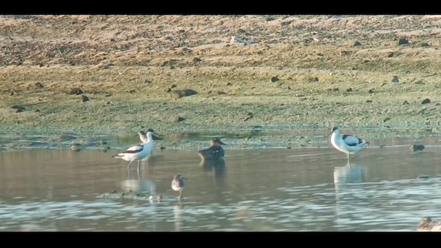 Pied Avocet - ML623064231