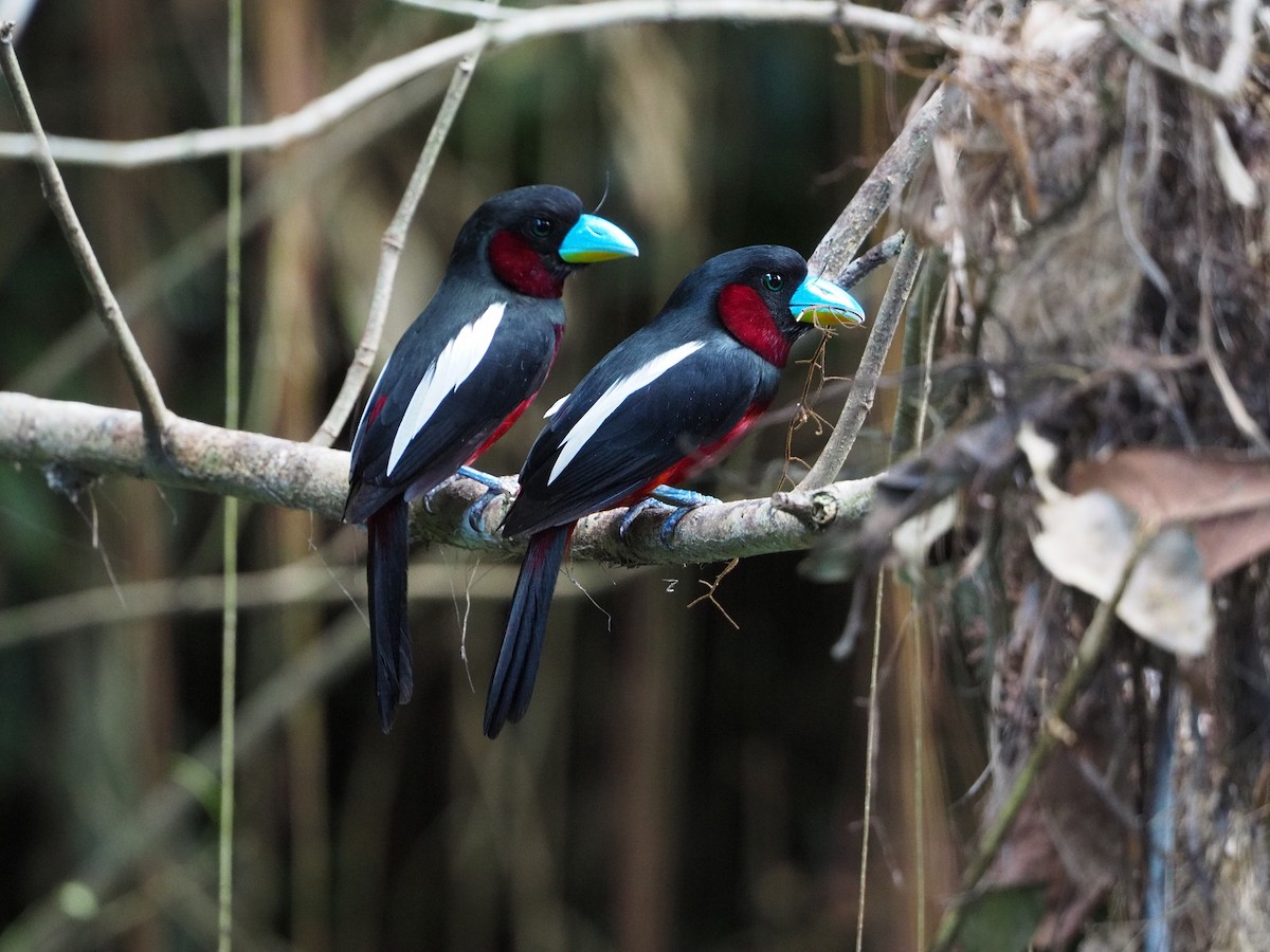 Black-and-red Broadbill - ML623064236